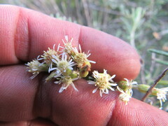 Linochilus rosmarinifolius