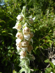 Digitalis lanata