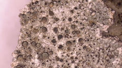 Lecanora pseudistera