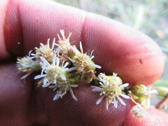 Linochilus rosmarinifolius