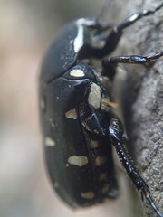 Gametis versicolor