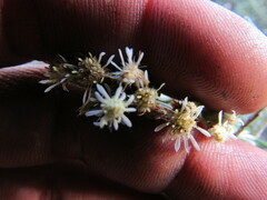 Linochilus rosmarinifolius