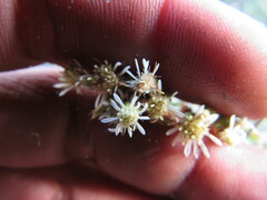 Linochilus rosmarinifolius