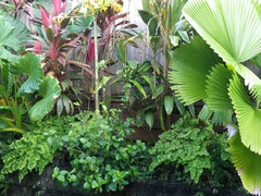 Gasteracantha fornicata