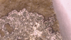 Lecanora pseudistera