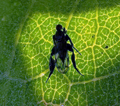 Rhamphomyia longicauda