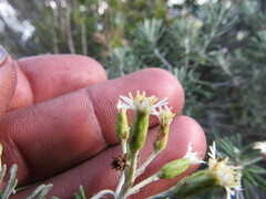 Linochilus rosmarinifolius