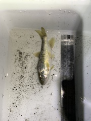 Opsariichthys pachycephalus