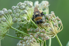Bombus crotchii