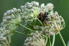 Bombus crotchii