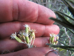 Linochilus rosmarinifolius