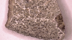 Lecanora pseudistera