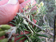 Linochilus rosmarinifolius