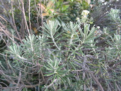 Linochilus rosmarinifolius