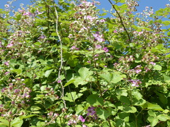 Rubus creticus