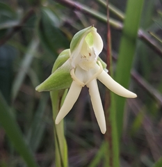 Habenaria trifida