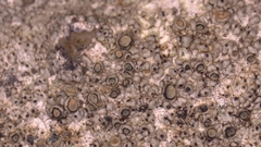 Lecanora pseudistera