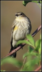 Setophaga coronata coronata