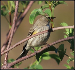 Setophaga coronata coronata