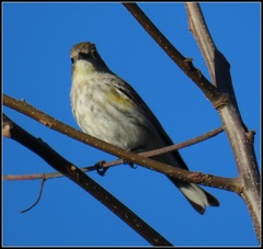 Setophaga coronata coronata