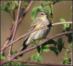 Setophaga coronata coronata