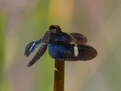 Zenithoptera fasciata