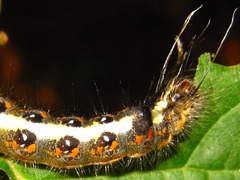 Acronicta