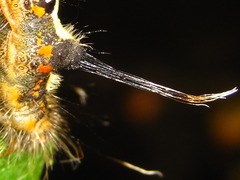 Acronicta