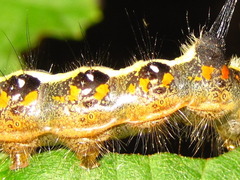 Acronicta