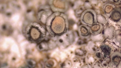 Lecanora pseudistera