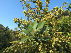 Gaiadendron punctatum