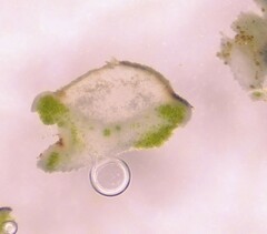 Lecanora pseudistera