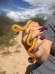 Diadophis punctatus regalis