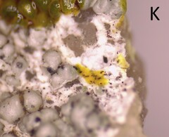 Lecanora pseudistera