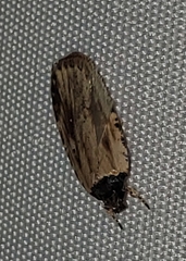 Agonopterix atrodorsella