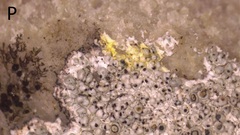 Lecanora pseudistera