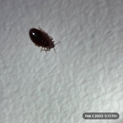 Cimex lectularius