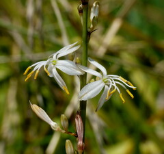 Chlorophytum comosum