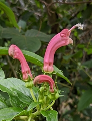 Centropogon cornutus