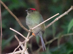 Chiroxiphia linearis