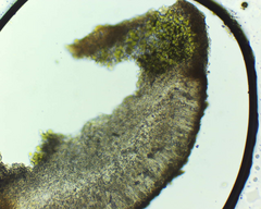 Lecanora pseudistera