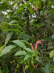 Centropogon cornutus