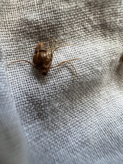 Eleocharis sphacelata