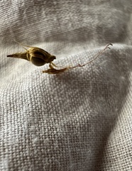 Eleocharis sphacelata