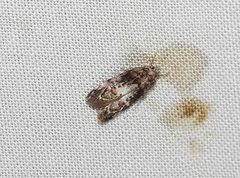 Eulechria callidesma