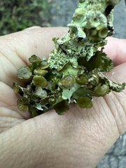 Tuckermanopsis orbata