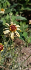 Helenium radiatum