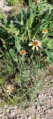 Helenium radiatum