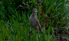 Anthus hellmayri