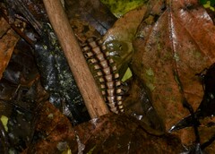 Nyssodesmus python